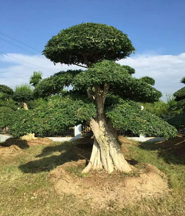 速生白蜡（老白蜡）和对节白蜡有什么不同？