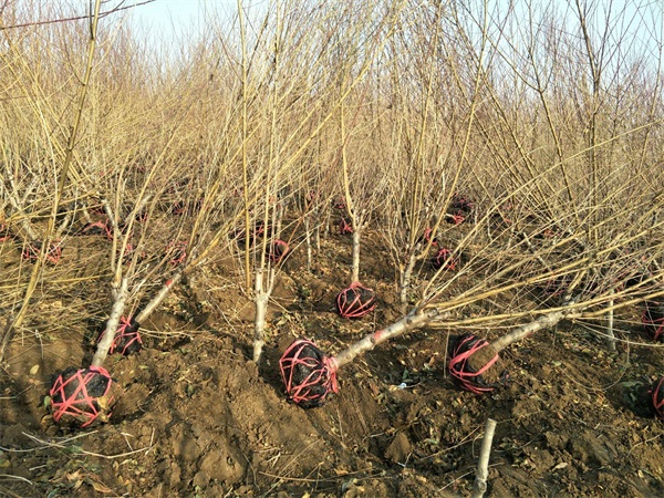 红叶碧桃树苗多少钱一棵？_碧桃基地最新价格