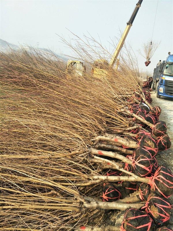 红叶碧桃树苗多少钱一棵？_碧桃基地最新价格