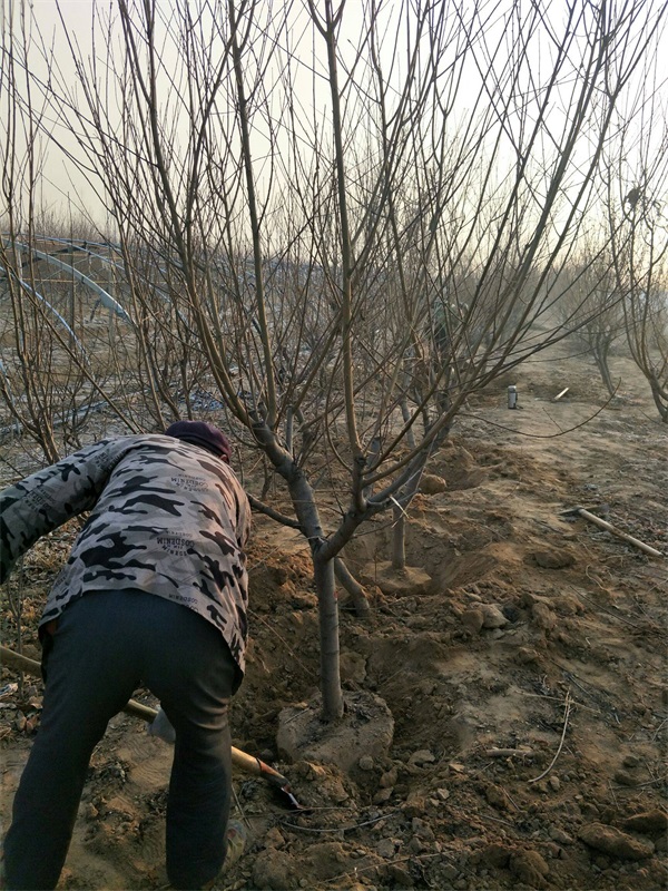 红叶碧桃树苗多少钱一棵？_碧桃基地最新价格