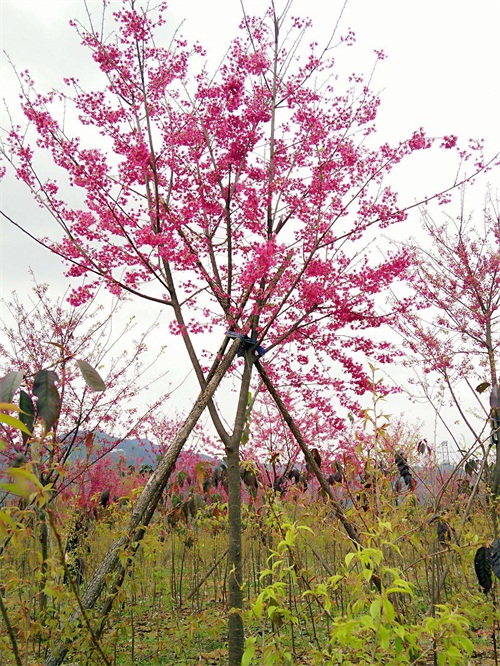 3~5~7~10公分樱花树市场价格_樱花树价格表