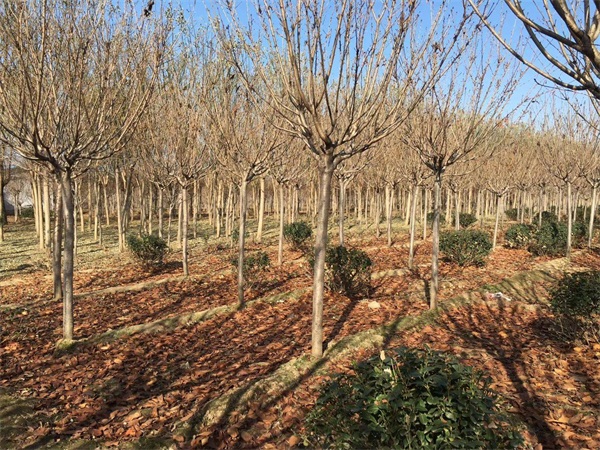 樱花树多少钱一棵？最新樱花树市场价格