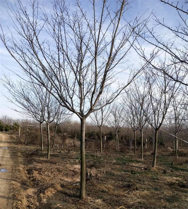 樱花树多少钱一棵？最新樱花树市场价格