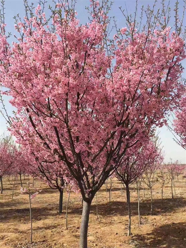 樱花树多少钱一棵？最新樱花树市场价格