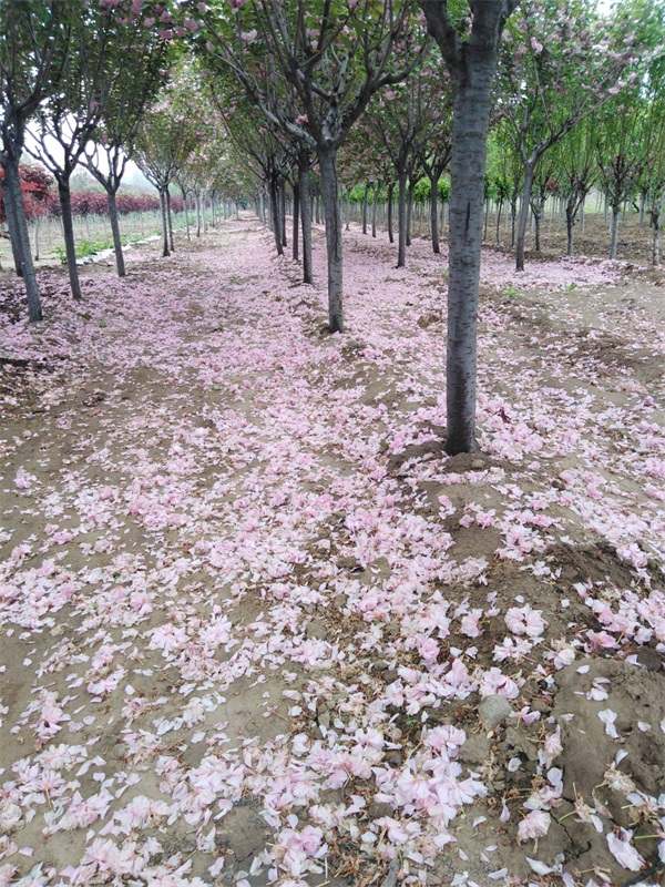 樱花树多少钱一棵？最新樱花树市场价格