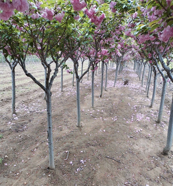 樱花树苗哪里能买到？樱花树基地介绍