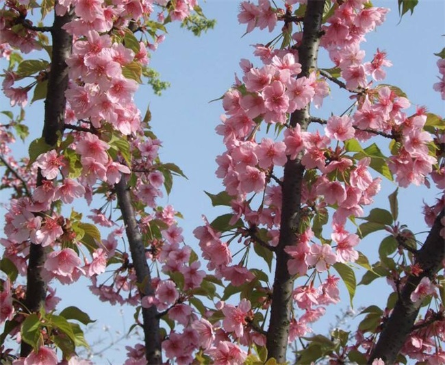 樱花树有什么特点？樱花树图片介绍