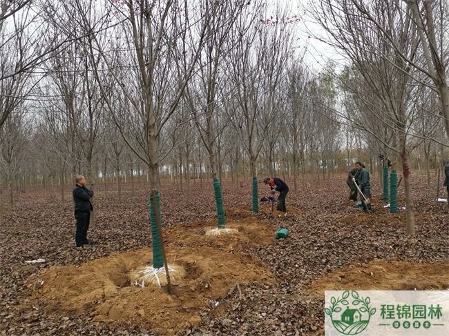 红冠红枫