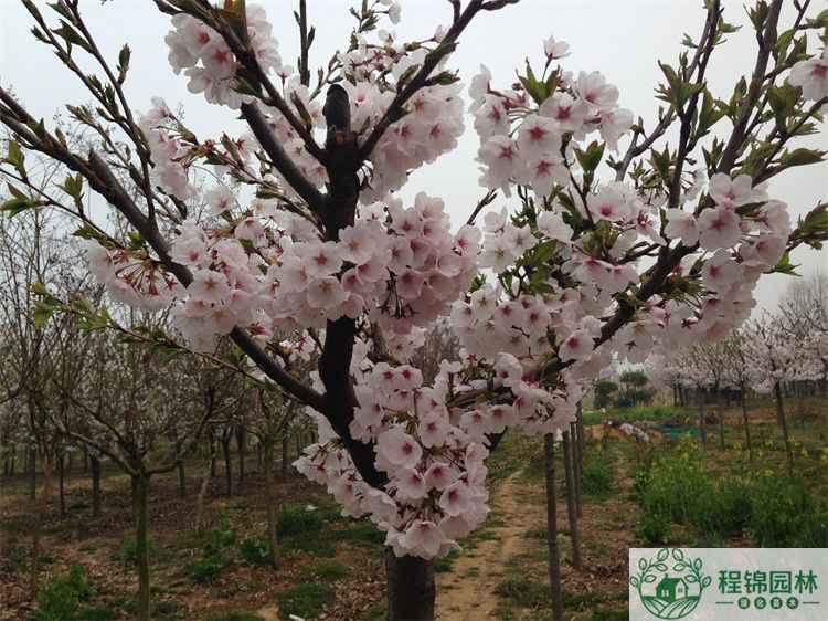 樱花树怎么养？樱花树种植管理技术