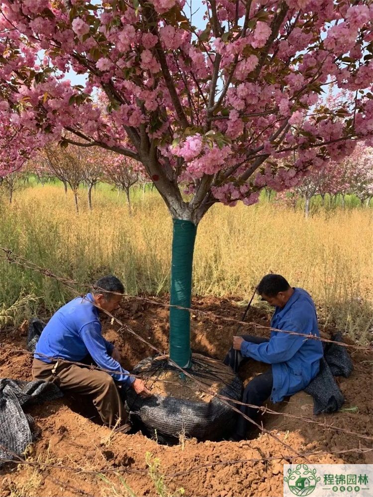 樱花树怎么养？樱花树种植管理技术