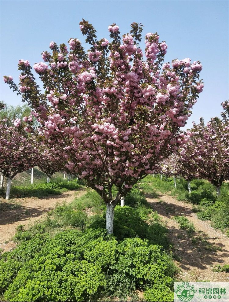 樱花树怎么养？樱花树种植管理技术